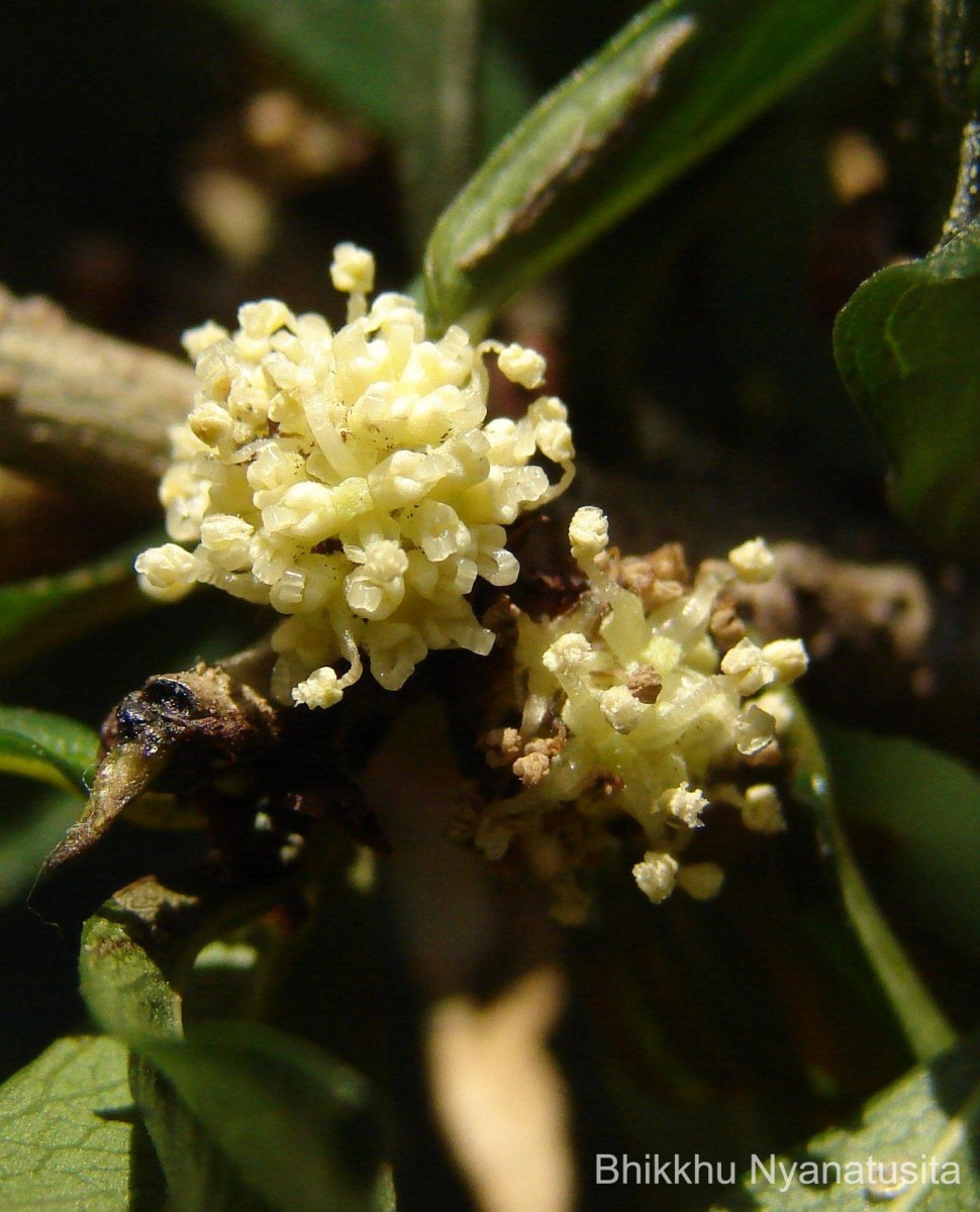 Streblus taxoides (B.Heyne) Kurz